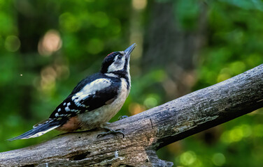 Great Spotted Woodpecker (Dendrocopos major) in forest