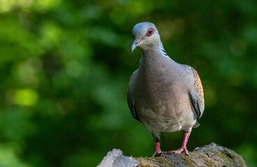 Turtle Dove in to the forest