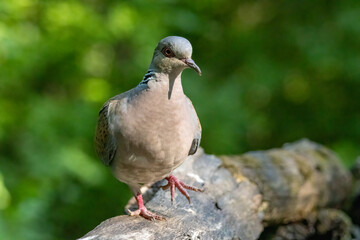 Turtle Dove in to the forest