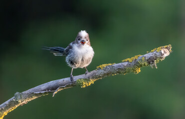 Long-tailed Tit (Aegithalos caudatus) in a natural habitat