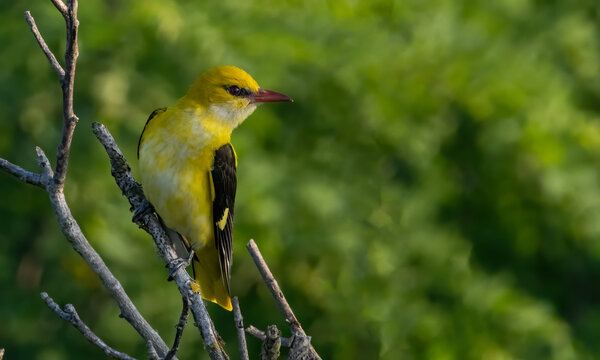 Female Golden Oriole (Oriolus oriolus)