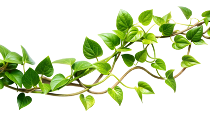 Vibrant green heart shaped leaves of a climbing vine winding across a dark background border