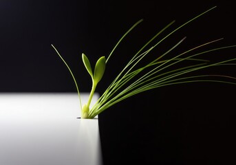 Abstract visualization of potential emerging from a blank slate. Dynamic lines and light signify the beginning of growth and change ,surface ,metaphor ,light