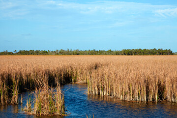 Vast Sawgrass Prairie and Blue Water Channel in a Subtropical Wetland