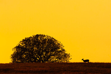 A Hog Deer walks on the grassland at dusk.