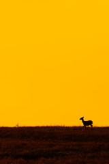 A Hog Deer walks on the grassland at dusk.