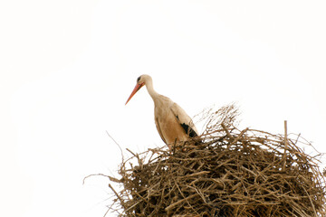 White stork watching from its intricate stick nest, symbolizing nature, wildlife, birds, and motherhood concepts
