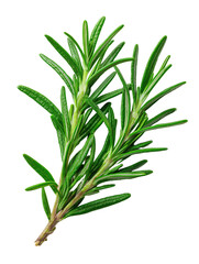 Fototapeta premium Fresh green rosemary sprigs on transparent background