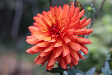 Close up of an orange dahlia