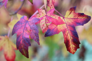 Obraz premium Liquidambar styraciflua or sweet gum tree leaves in autumn