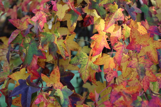 Liquidambar styraciflua or sweet gum tree leaves in autumn