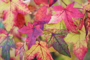 Liquidambar styraciflua or sweet gum tree leaves in autumn