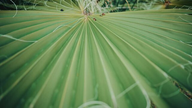 Close up view of a palm leaf featuring curled white fibers, showcasing organic lines, texture, and natural patterns