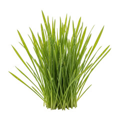 Fresh Green Grass Cluster with Dew Drops on Black Background