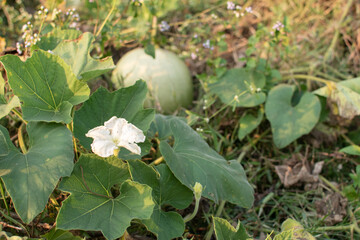 A delicate white flower blooms on broad green leaves, while a pale gourd rests quietly in the background. Captured in warm light, this natural scene highlights the calm beauty of a village farm garden