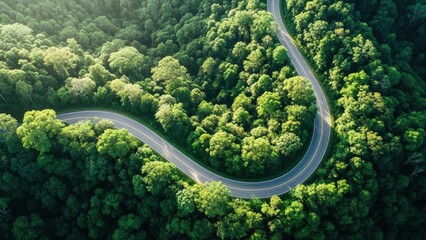 Aerial tropical forest landscape with a snake, green trees, and fresh leaves