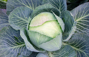 Close-up of a green cabbage head surrounded by large, textured leaves in a vegetable garden.