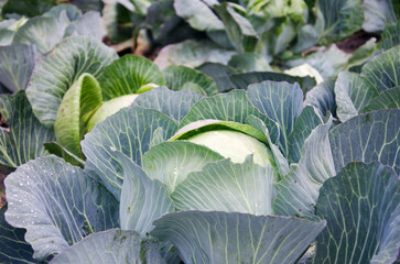 Close-up of a green cabbage head surrounded by large, textured leaves in a vegetable garden.