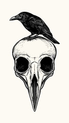 Fototapeta premium Black raven perched on detailed bird skull engraving with dark hollow eyes in minimalistic monochrome vector illustration style