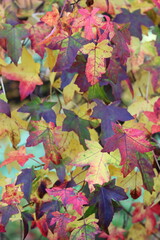 Liquidambar styraciflua or sweet gum tree leaves in autumn