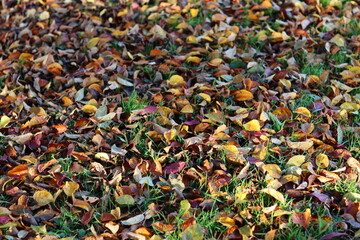 Autumn leaves lying on grass
