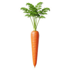 Fresh Organic Carrot with Green Tops Isolated on Black