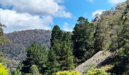Pine trees and view of Australian mountains