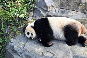 a big black and white giant panda sleeping on the rock in  sunny day in the zoo