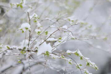 The last snowfall, a spring park, the first leaves and buds on the trees covered with snow, frosts...