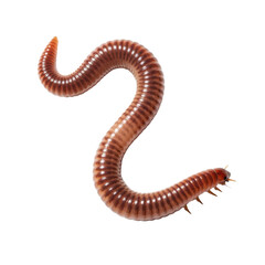 Close-up Giant Millipede on Black Background