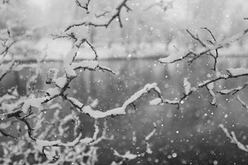 Tree branches covered in snow in a winter park, nature background, seasonal backdrop photo