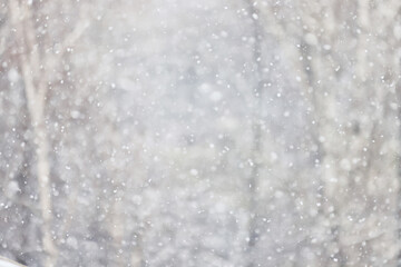 Tree branches covered in snow in a winter park, nature background, seasonal backdrop photo