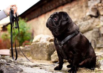 Black pug dog sits on the background of the house. The dog has a harness. Dog training. The dog looks intently at the owner's hand. The photo is horizontal and blurred