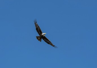 Obraz premium A solitary soaring eagle against a vast blue sky symbolizing unbound liberty and aspiration, representing opportunity and independence ,journey ,symbol ,soaring