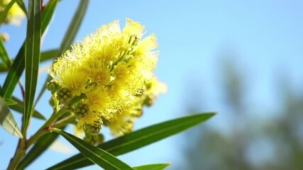 Closeup of yellow wattle flowers blooming on branch against blue sky, Australian native plant and spring floral background