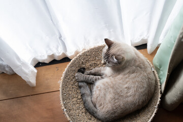 爪とぎの上でくつろぐ可愛い猫　シャムトラ猫