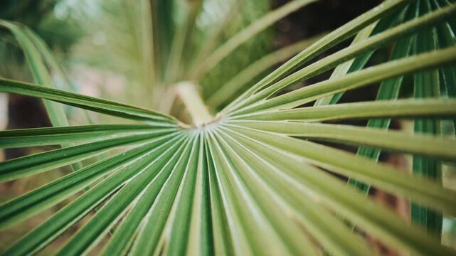 Close up of a fan shaped palm leaf with small seeds resting on the surface, highlighting natural textures and soft botanical tones