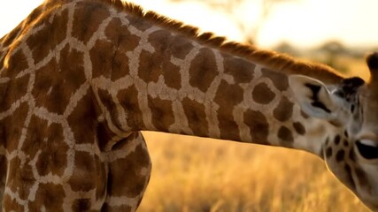 Graceful giraffe grazes on golden savanna at sunset with beautiful coat markings and long neck