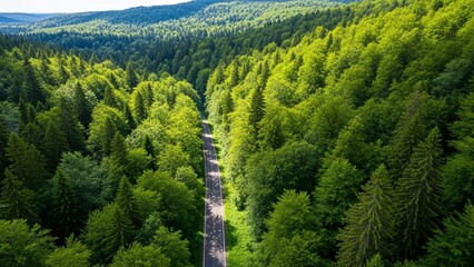 Vast green forest with a winding road cutting through the dense trees, viewed from above on a sunny day