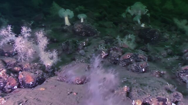 Explore the hidden world beneath the surface of the White Sea. Watch soft corals and sponges flourish among rocks and sediment in this cold, Arctic ecosystem.