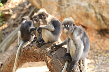 The dusky leaf monkey is a rather small primate