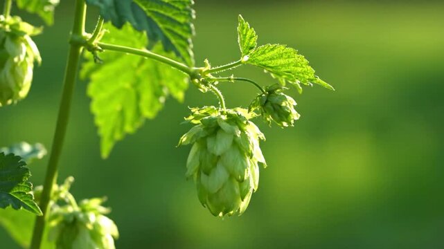Close up view of fresh green hops flowers growing on a vine with blurred green background and sunlit leaves.