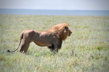 Lion au parc du Serengeti, Tanzanie