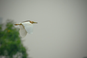 A Javan pond heron perched on a log. The Javan pond heron (Ardeola speciosa) is a wading bird of the heron family, found in shallow fresh and salt-water wetlands in Southeast Asia