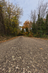 Fototapeta premium Autumn Country Road with Low Perspective and Colorful Trees