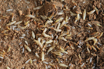 Termites and larvae are eating the wood. cause damage, Macro asia termites that are eating wood and laying eggs to breed