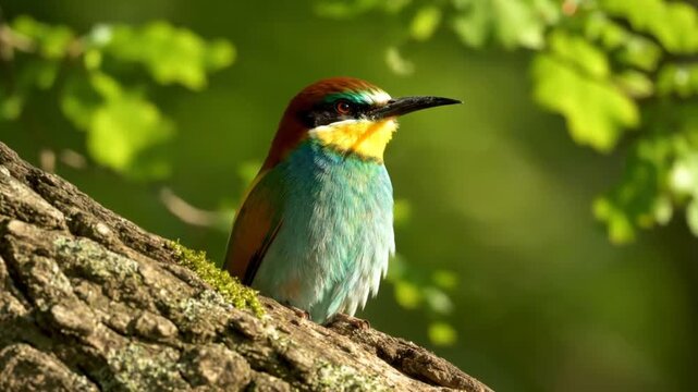 European bee-eater bird perched on a tree branch with colorful plumage in a natural woodland environment