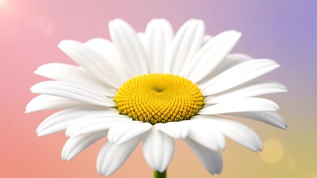Close up view of a blooming daisy flower with a vibrant yellow center and white petals against a soft pastel gradient background