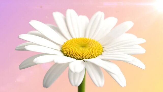 Time-lapse of a white daisy flower blooming fully with vibrant yellow center and green stem against pastel gradient background