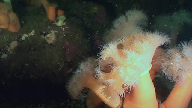 Gentle currents sway a colony of Metridium senile anemones in the frigid Arctic. Delicate tentacles filter food from the icy water, a vital process for survival in this habitat.